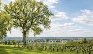 Vente Château Saint-Émilion