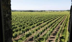 Vente Château Saint-Émilion