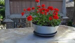 Vente Cottage Lugo