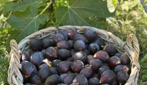 Vente Maison Mouans-Sartoux