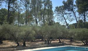 Vente Mas Saint-Rémy-de-Provence