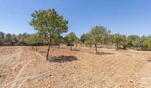 Vente Propriété Sa Rapita