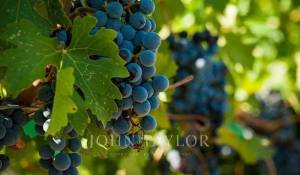 Vente Propriété viticole Bordeaux