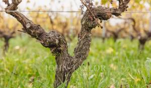 Vente Propriété viticole Bordeaux