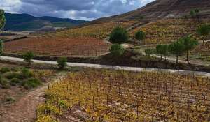 Vente Propriété viticole Cuenca