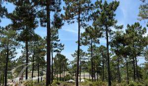 Vente Terrain Carvalhal