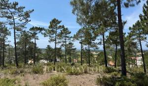 Vente Terrain Carvalhal