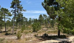 Vente Terrain Carvalhal
