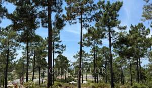 Vente Terrain Carvalhal