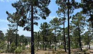 Vente Terrain Carvalhal
