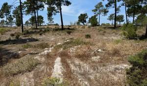 Vente Terrain Carvalhal