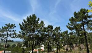 Vente Terrain Carvalhal