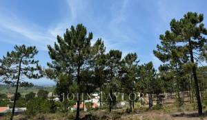 Vente Terrain Carvalhal