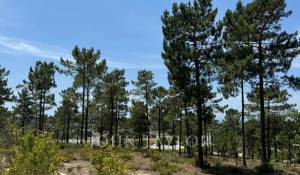 Vente Terrain Carvalhal