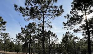 Vente Terrain Carvalhal