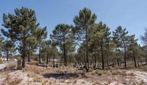 Vente Terrain Carvalhal