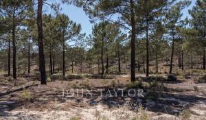 Vente Terrain Carvalhal