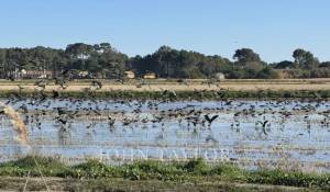 Vente Terrain Comporta