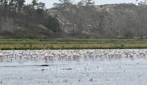 Vente Terrain Comporta