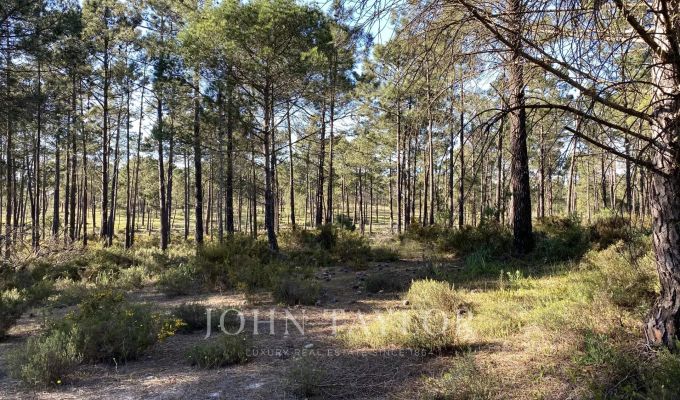 Vente Terrain Comporta