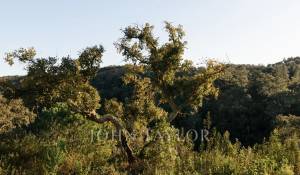 Vente Terrain São Francisco da Serra