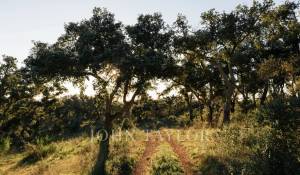 Vente Terrain São Francisco da Serra