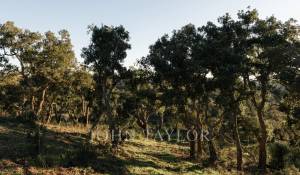 Vente Terrain São Francisco da Serra