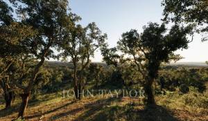 Vente Terrain São Francisco da Serra