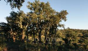Vente Terrain São Francisco da Serra