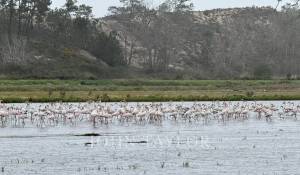 Vente Villa Comporta